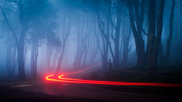 Foggy forest car red light free wallpaper - medium preview image