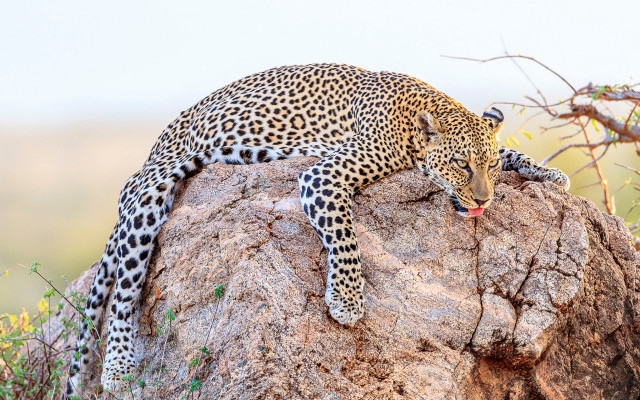 Leopard rock wild open mouth free wallpaper - medium preview image
