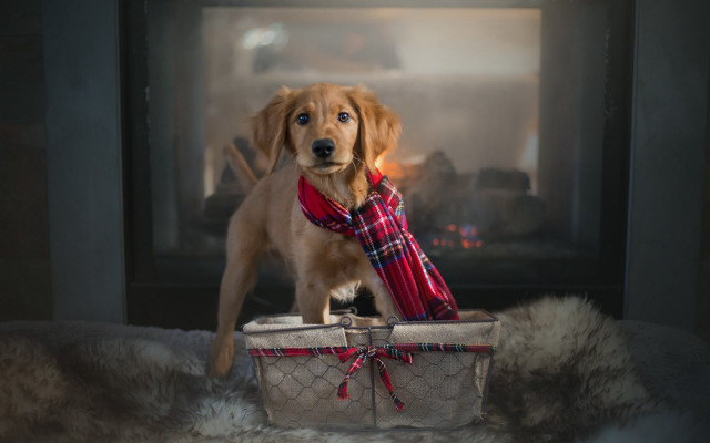 Dog basket scarf plaid arts free wallpaper - medium preview image