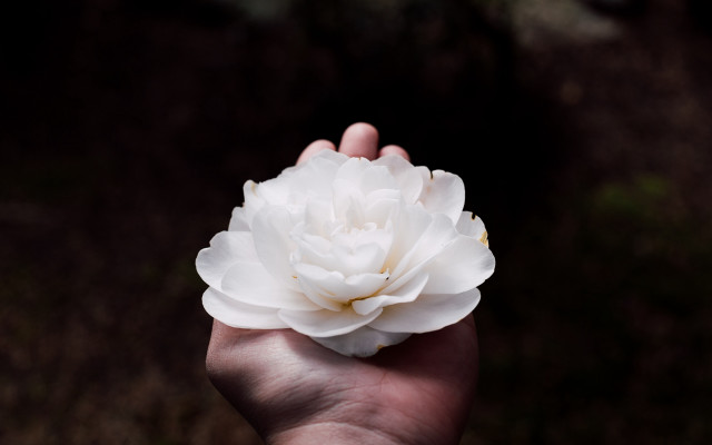White flower hand shallow depth free wallpaper - medium preview image