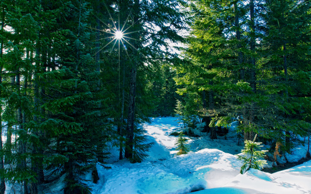 Snow covered path woods bright free wallpaper - medium preview image