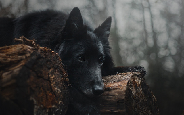 Black dog log woods sad free wallpaper - medium preview image
