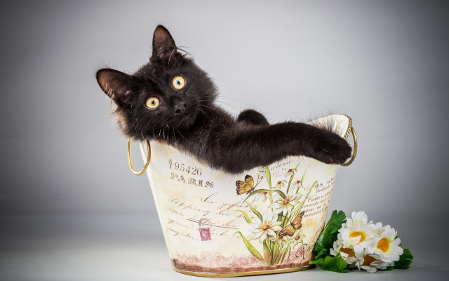 Black cat bucket flower butterfly free wallpaper - medium preview image