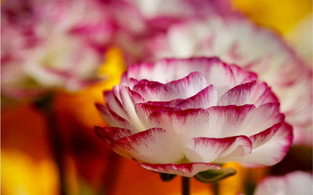 Flower petals yellow background macro free wallpaper - medium preview image