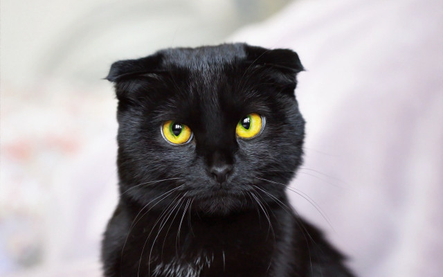 Black cat yellow eyes bed #3 free wallpaper - medium preview image
