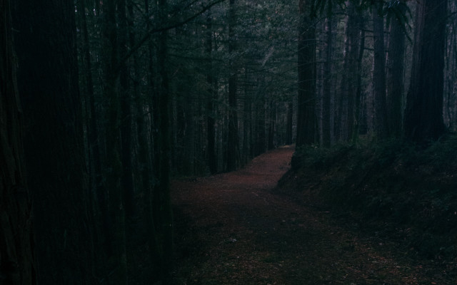 Dark forest path moonlight starry free wallpaper - medium preview image