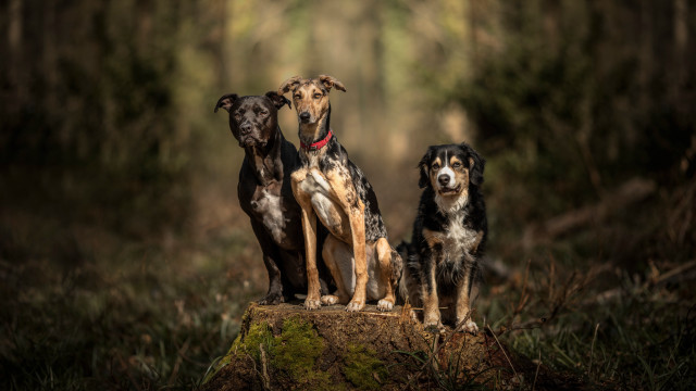 Three dogs forest outdoor animal free wallpaper - medium preview image