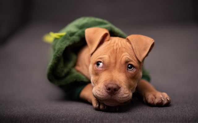 Dog green blanket sad shiba free wallpaper - medium preview image