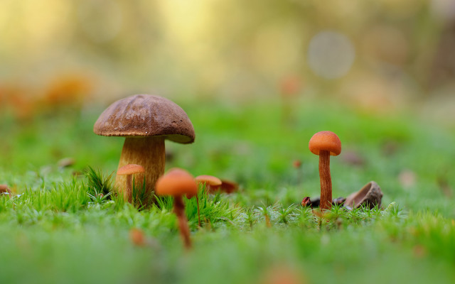 Mushrooms green field nature blurry free wallpaper - medium preview image