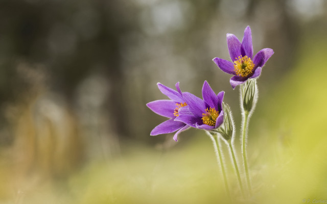Purple flowers field butterfly blurry free wallpaper - medium preview image