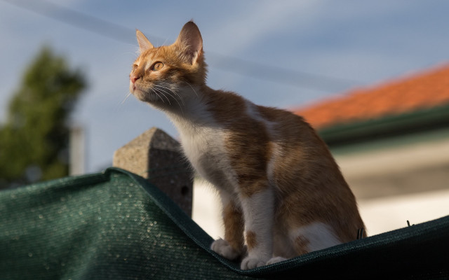Cat roof sky house tree free wallpaper - medium preview image