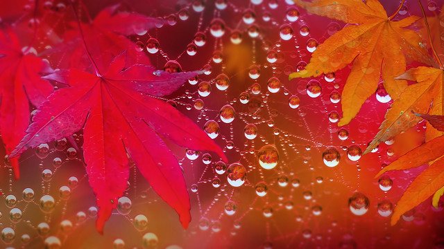 Red leaf water droplets macro #7 free wallpaper - medium preview image