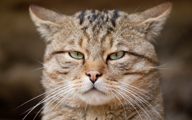 Cat green eyes whiskers angry free wallpaper - medium preview image