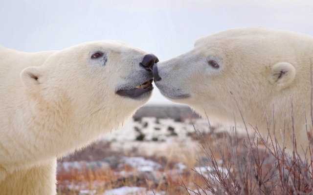 Polar bears nose touch ecological free wallpaper - medium preview image