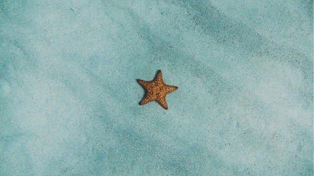 Starfish beach sand night sky free wallpaper - medium preview image