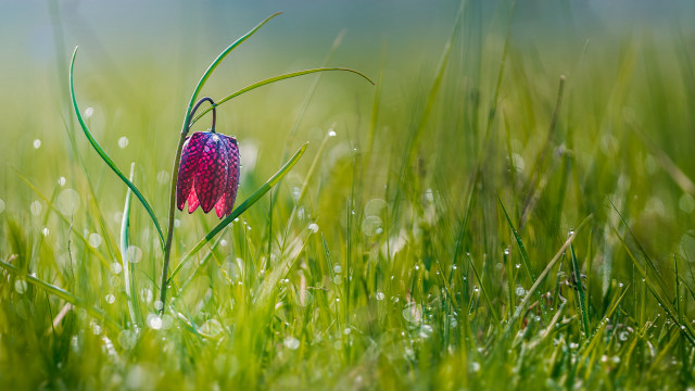 Flower dew grass macro nature free wallpaper - medium preview image