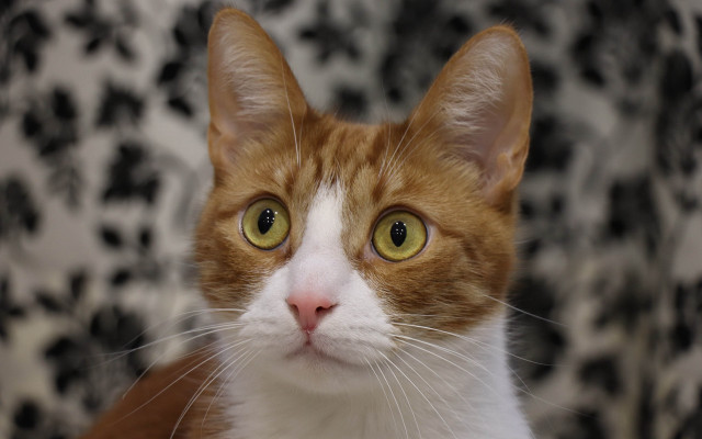 White cat yellow eyes blurry free wallpaper - medium preview image