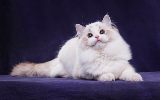 White cat blue background curious free wallpaper - medium preview image