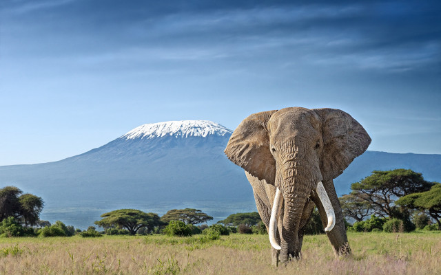 Elephant field mountain trees grass free wallpaper - medium preview image