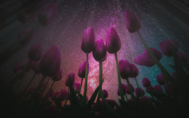 Purple tulips starry sky aurora free wallpaper - medium preview image