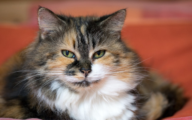 Cat whitepatch brownpatch bed superflat free wallpaper - medium preview image