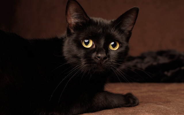 Black cat yellow eyes couch #5 free wallpaper - medium preview image