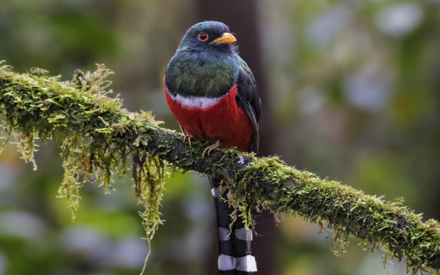 Colorful bird mossy branch forest free wallpaper - medium preview image