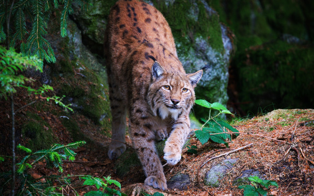 Lynx forest green leaves rocks free wallpaper - medium preview image