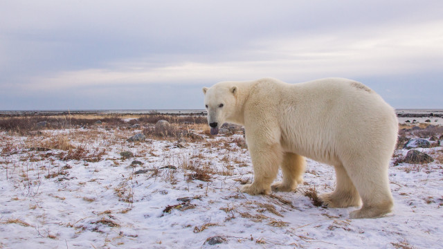 Polar bear snowy field ecological free wallpaper - medium preview image