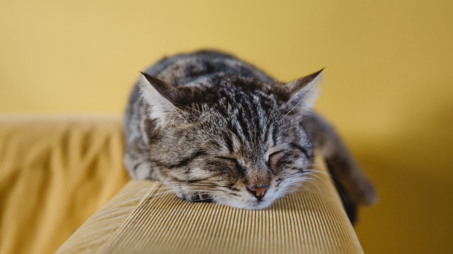 Sleeping cat couch blurry photorealistic free wallpaper - medium preview image