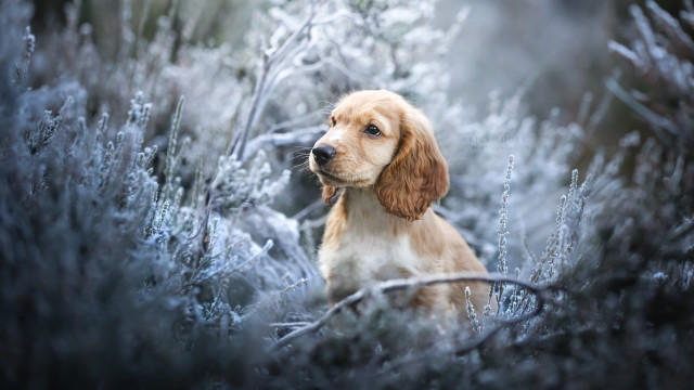 Frosty dog in field elk free wallpaper - medium preview image