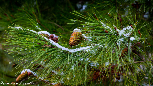 Pine tree snow cones bush free wallpaper - medium preview image
