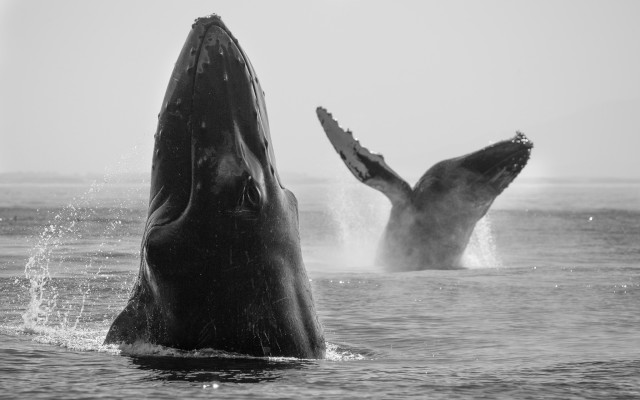 Whale jumping out water food free wallpaper - medium preview image