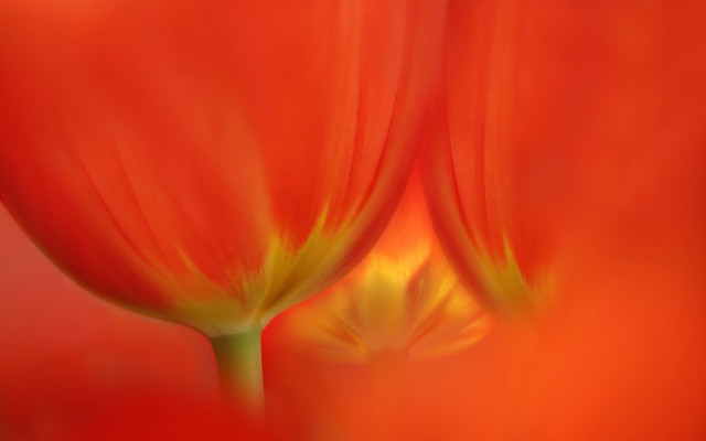 Red flower yellow petals macro free wallpaper - medium preview image