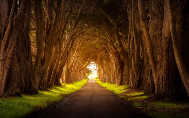 Tunnel of trees road grass free wallpaper - medium preview image