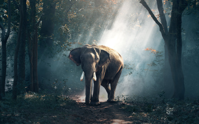 Elephant forest light rays night free wallpaper - medium preview image