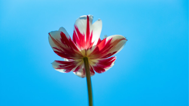 Red white flower blue sky #2 free wallpaper - medium preview image