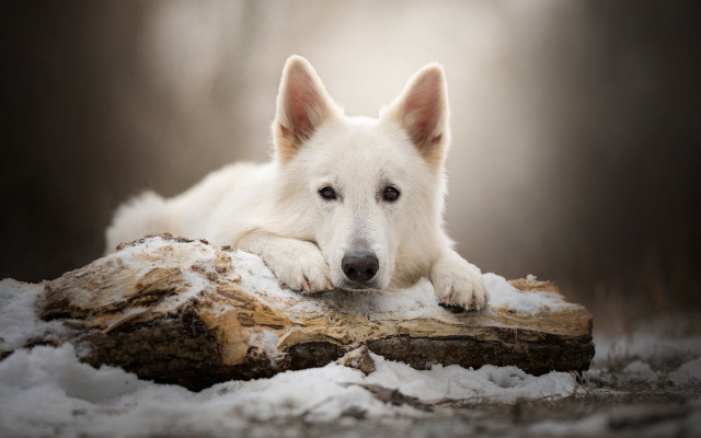 White dog snow log resting free wallpaper - medium preview image