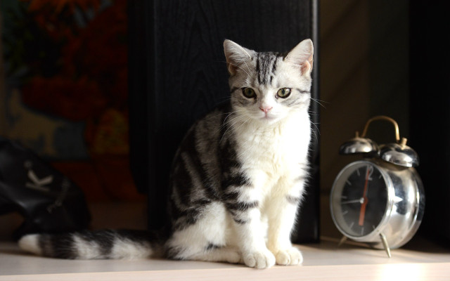 White cat on table with free wallpaper - medium preview image