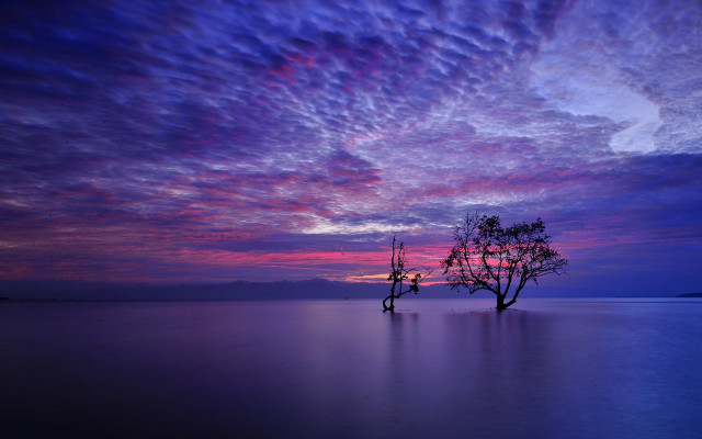 Lone tree lake sunset purple free wallpaper - medium preview image