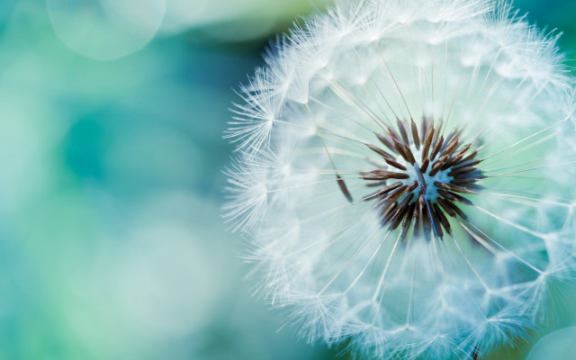 Dandelion blurry background blue green #3 free wallpaper - medium preview image