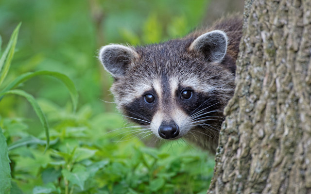 Raccoon tree forest bokeh nature free wallpaper - medium preview image