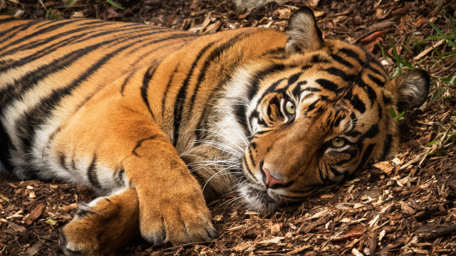 Tiger woods laying sumatraism closed free wallpaper - medium preview image
