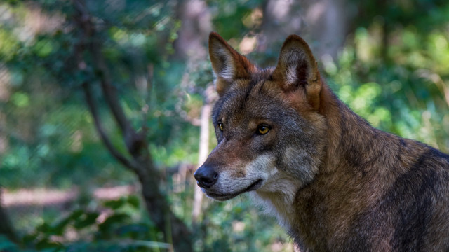 Wolf forest bokeh nature male free wallpaper - medium preview image
