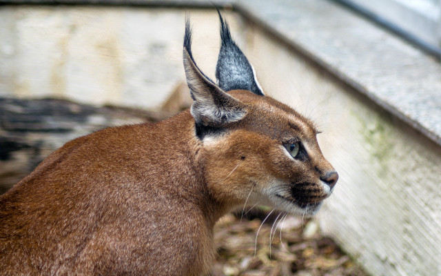 Small brown horned animal wall free wallpaper - medium preview image