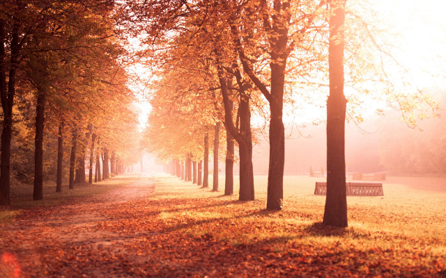 Park bench forest autumn sunny free wallpaper - medium preview image