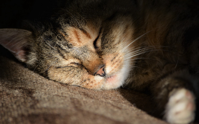 Cat sleeping couch pillow diffuse free wallpaper - medium preview image