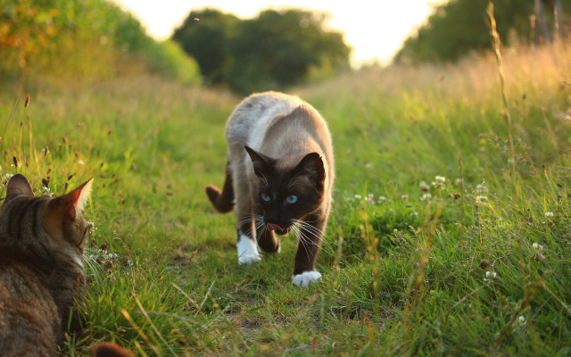 Cat grass animals blurry depthfield free wallpaper - medium preview image