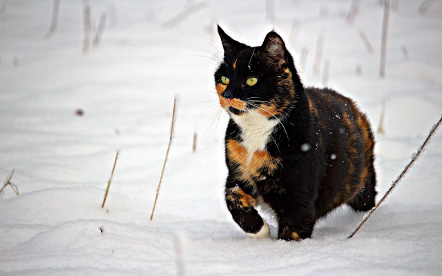 Curious black cat walking snow free wallpaper - medium preview image