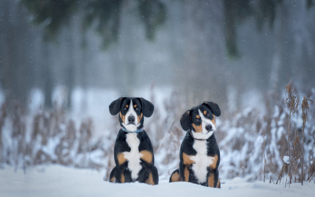 Two dogs snow trees bushes free wallpaper - medium preview image